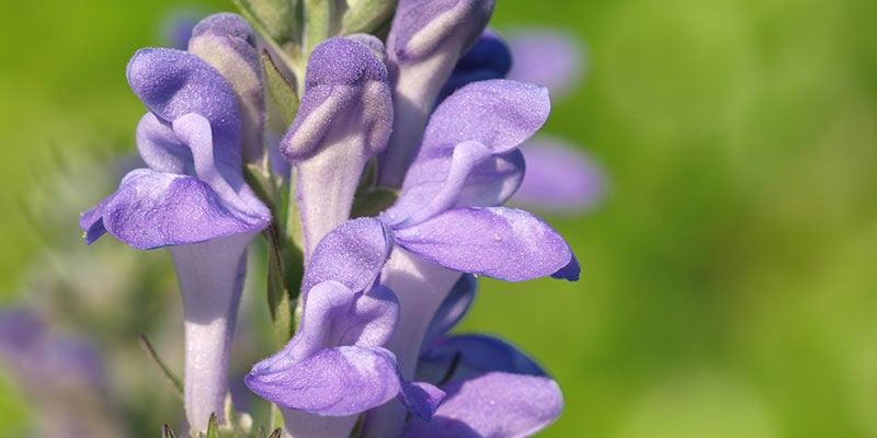 BOTANISCHE INFO OVER GLIDKRUID