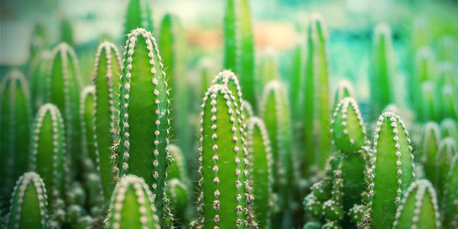 Cactus Of The Four Winds Cactus of the four winds
