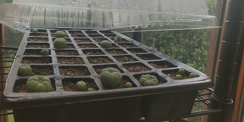 Hoe verzorg je peyote-zaailingen (eerste jaar)?
