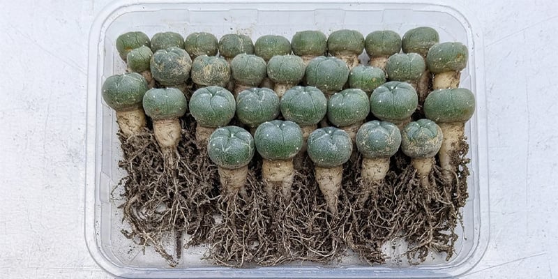 Heb je de cactus succesvol uit zijn pot gehaald, dan is het tijd om de wortels te inspecteren