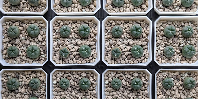 Plaats de peyote nu voorzichtig in de nieuwe pot