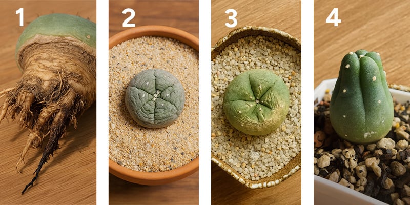 Veelvoorkomende problemen bij het kweken van peyote