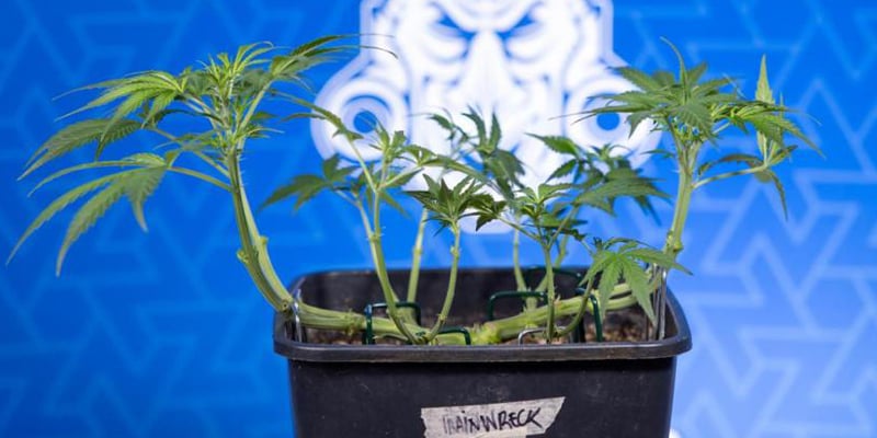 Wat is low-stress training (LST)?