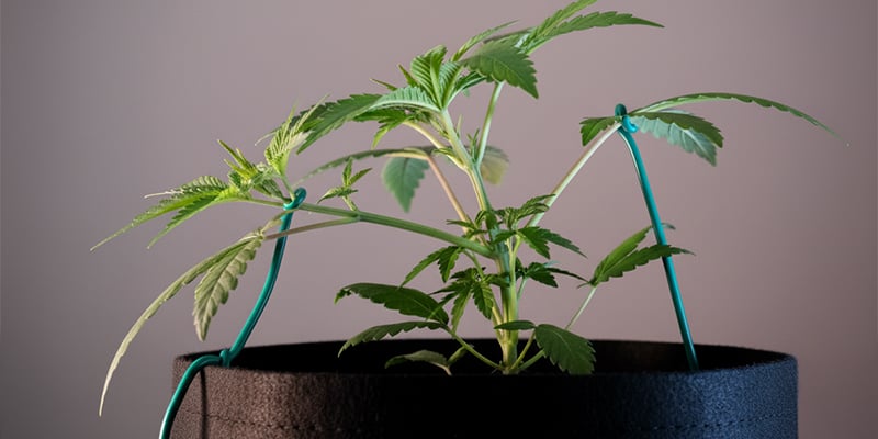 Veelgemaakte fouten om te vermijden bij low-stress training Veelgemaakte fouten om te vermijden bij low-stress training