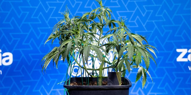 Is low-stress training de moeite waard? Is low-stress training de moeite waard?