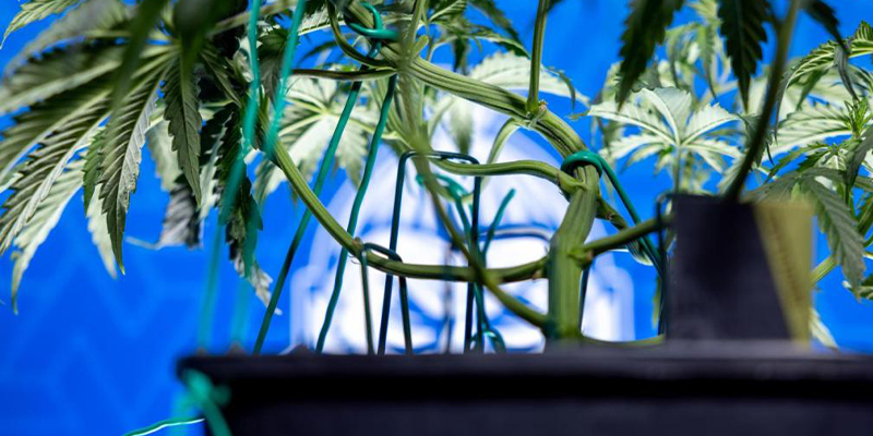 Wanneer begin je met LST bij fotoperiode cannabis? Wanneer begin je met LST bij fotoperiode cannabis?