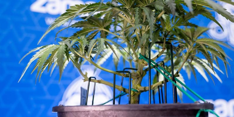 Stap voor stap: hoe doe je low-stress training Stap voor stap: hoe doe je low-stress training