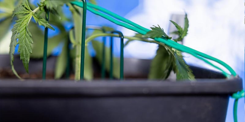 De hoofdstengel veilig buigen De hoofdstengel veilig buigen