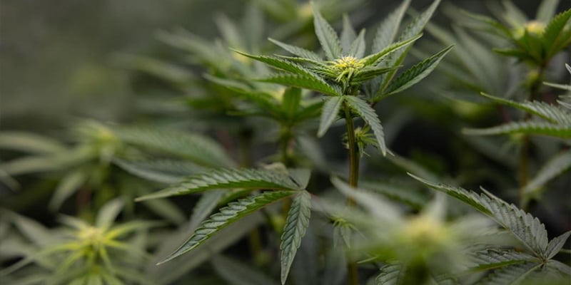 Tips en tricks voor betere LST-resultaten Tips en tricks voor betere LST-resultaten