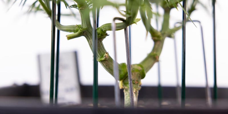 Wat maakt een cannabissoort geschikt voor LST? Wat maakt een cannabissoort geschikt voor LST?