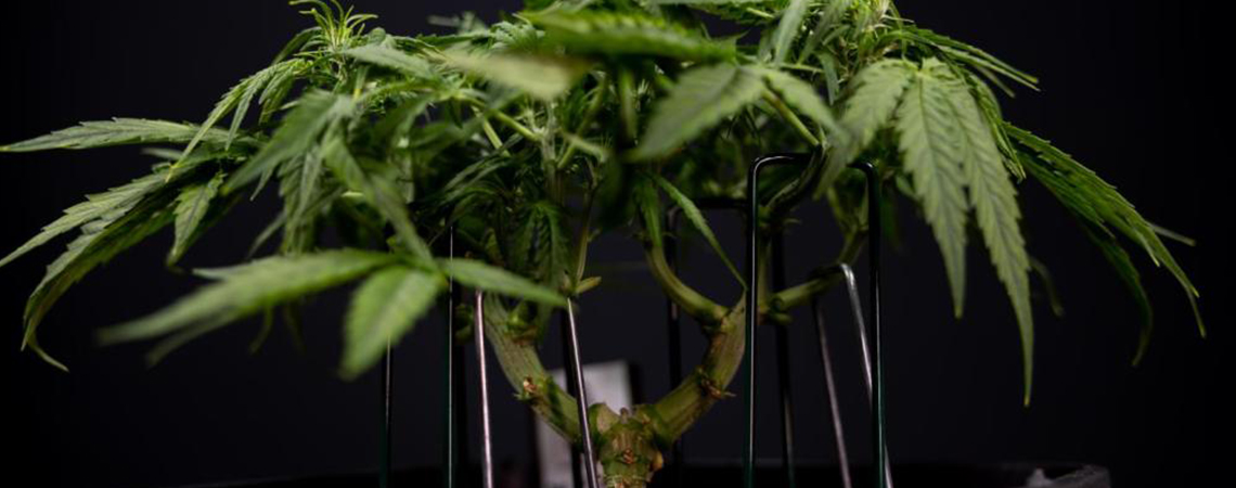 Low Stress training Low Stress training