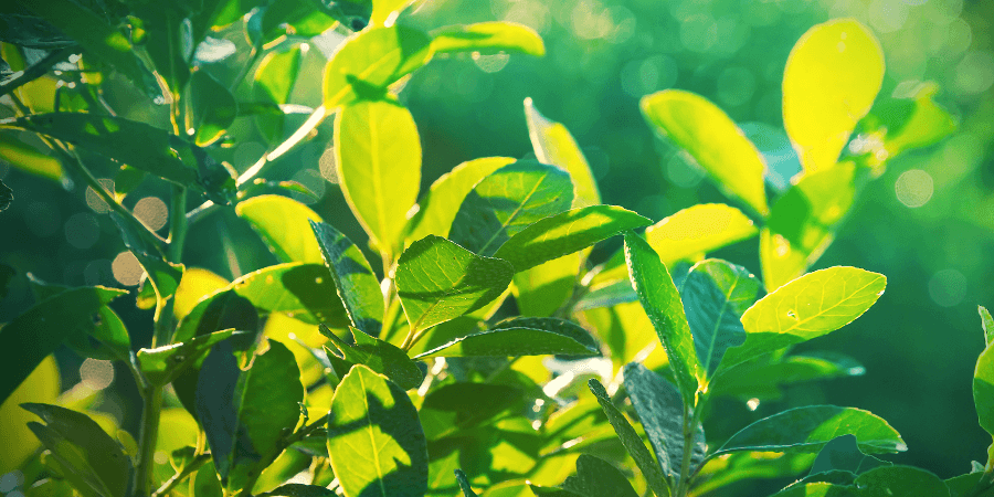 Yerba Maté Yerba Maté