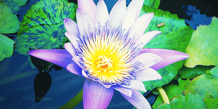 Blauwe Lotus Blauwe Lotus