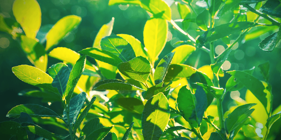 Yerba Maté