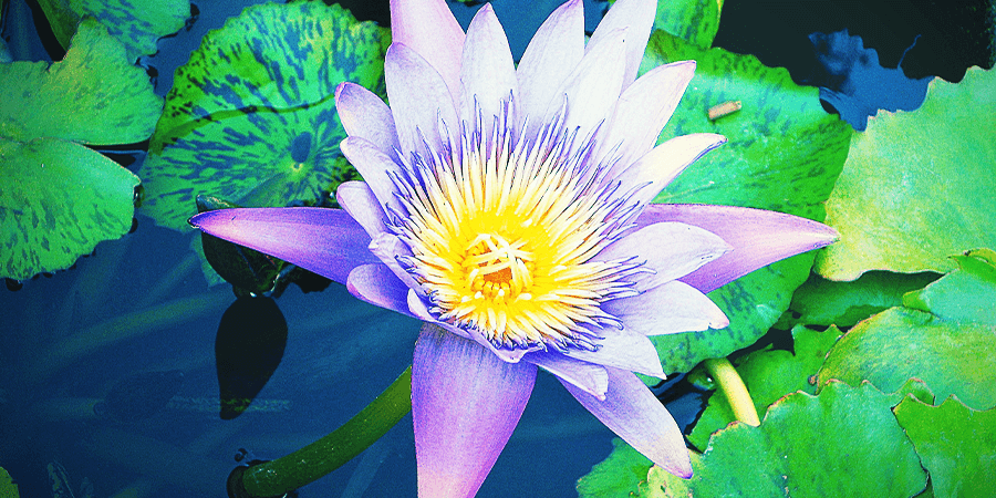 Blauwe Lotus