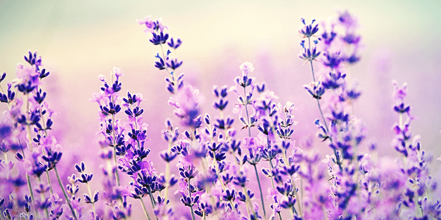 Lavendel Lavendel