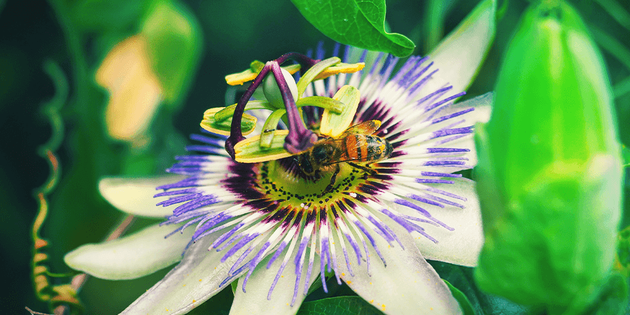 Passiebloem Passiebloem