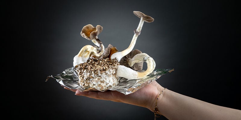PF Tek: kweek de ultieme magic mushrooms