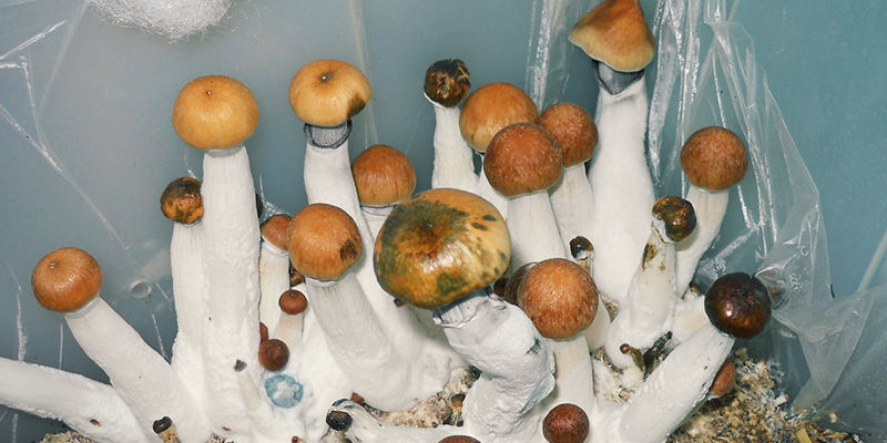 magische paddenstoelen Bacterievlekken