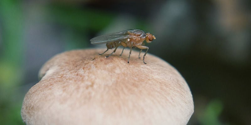 magische paddestoelen Varenrouwmuggen