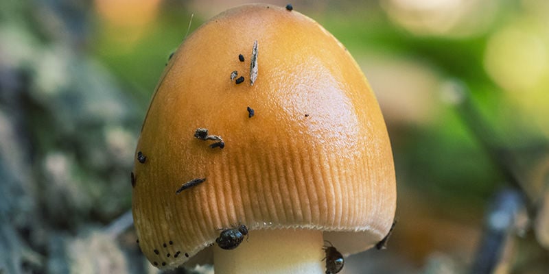 magische paddenstoelen Mijten