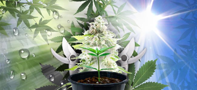 Buiten Cannabis Kweken Buiten Cannabis Kweken