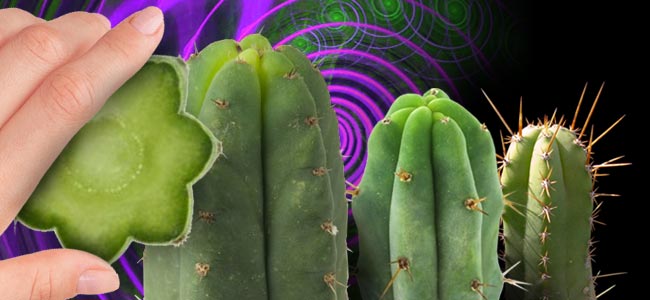 HET DOSEREN VAN ZUILVORMIGE CACTUSSEN