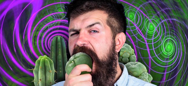 Het Correct Doseren Van Mescaline Cactussen
