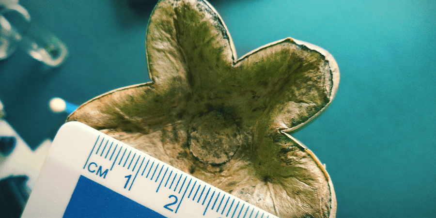 Hoe Doseer Je Mescaline? HOE DOSEER JE MESCALINE?