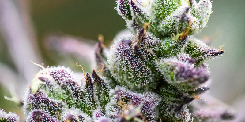 Terpenen