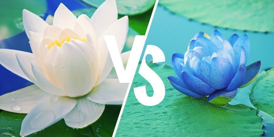 WAT IS HET VERSCHIL TUSSEN WITTE LOTUS EN BLAUWE LOTUS?