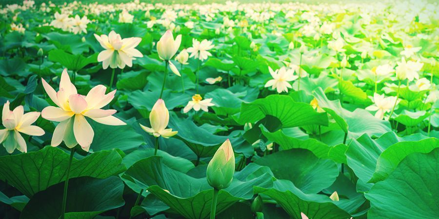 WAT IS DE WITTE LOTUS?