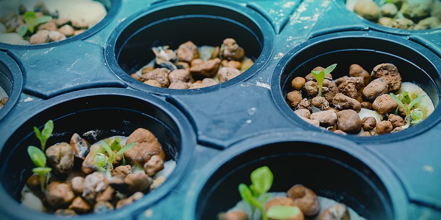 Cannabis-Kweek Hydrocultuur