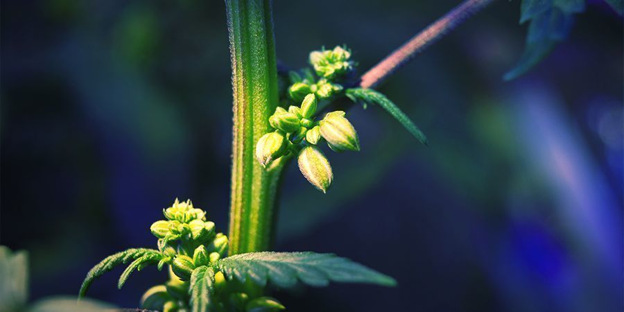 SNELLE GIDS OVER HET JAGEN OP DE BESTE CANNABIS-FENOTYPES