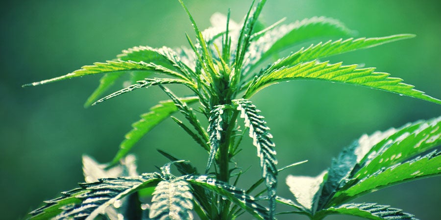 Autoflowering Cannabis: Uiterlijk