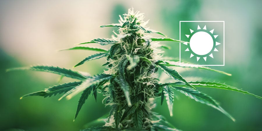 Everything About Autoflowering Cannabis