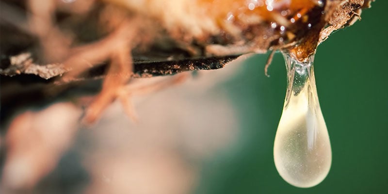 VIER MANIEREN OM DE SUIKERPRODUCTIE VAN WIETPLANTEN TE BEVORDEREN