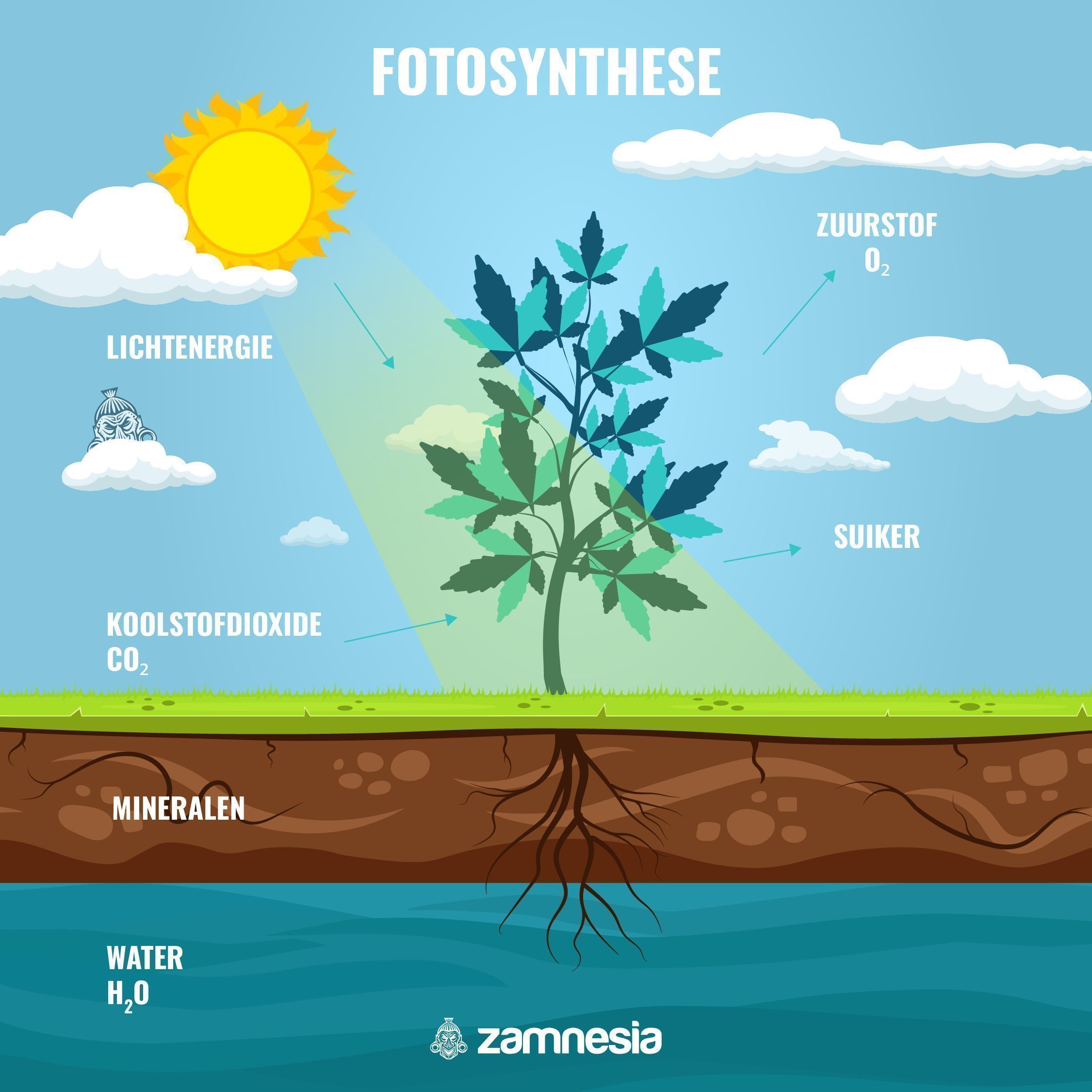 HET BELANG VAN FOTOSYNTHESE VOOR DE SUIKERS IN CANNABIS