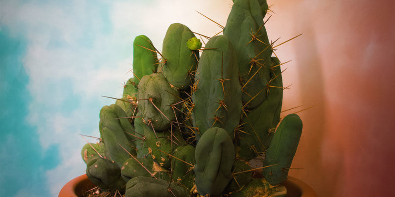 Bolivian Torch (Echinopsis lageniformis)