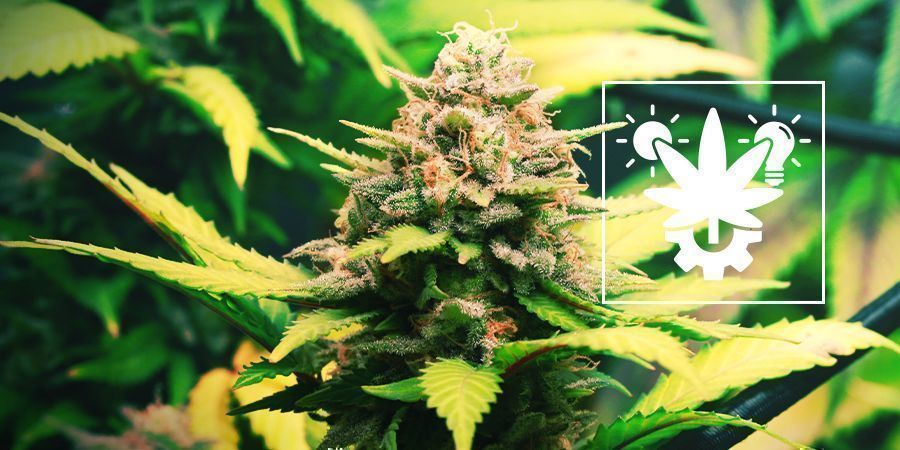 Tips Voor Het Binnen En Buiten Kweken Van Autoflowering Cannabis