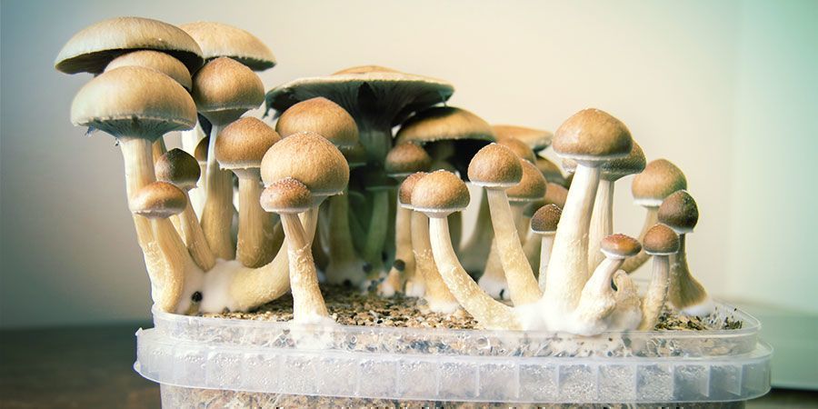 Psilocybin