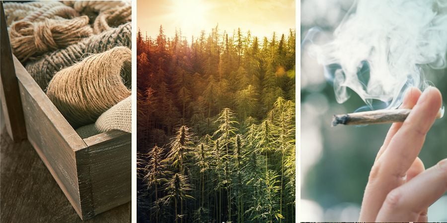 Het verschil tussen hennep, marihuana en cannabis