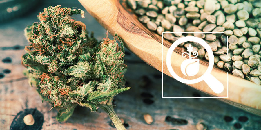 Cannabis Seedfinder: Vind De Beste Wietzaadjes