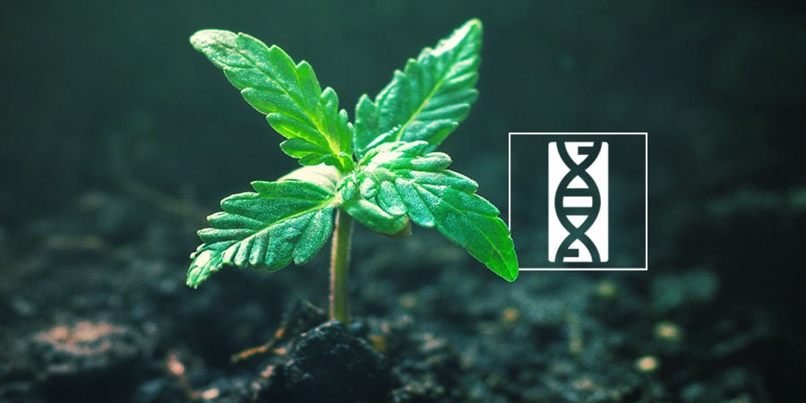 Cannabis Seedfinder: Genetica Van Wietzaadjes