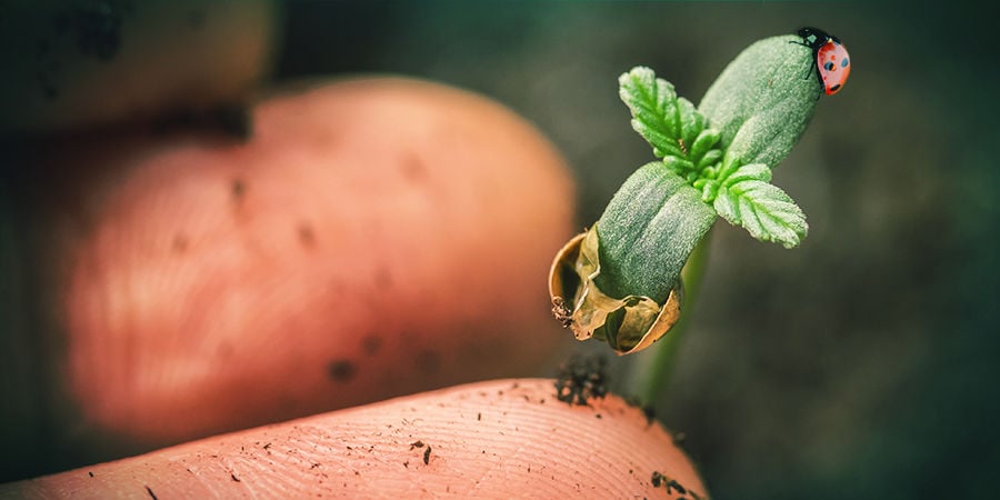 Cannabis Seedfinder: Kweekervaring