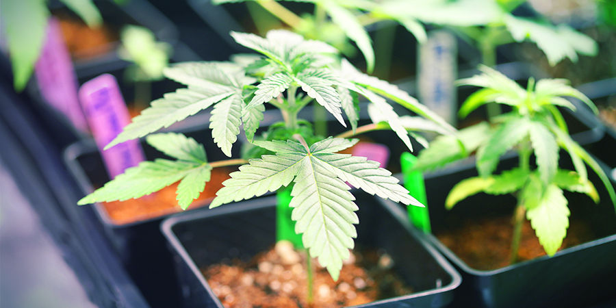 Cannabis Seedfinder: Kweekruimte