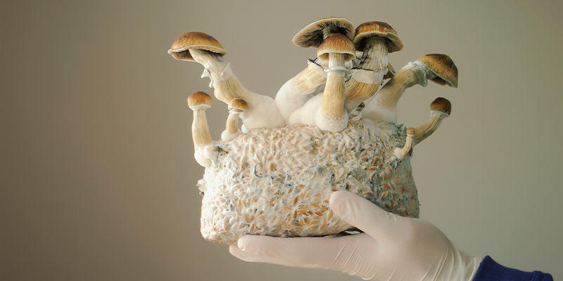 Psilocybe cubensis kweken