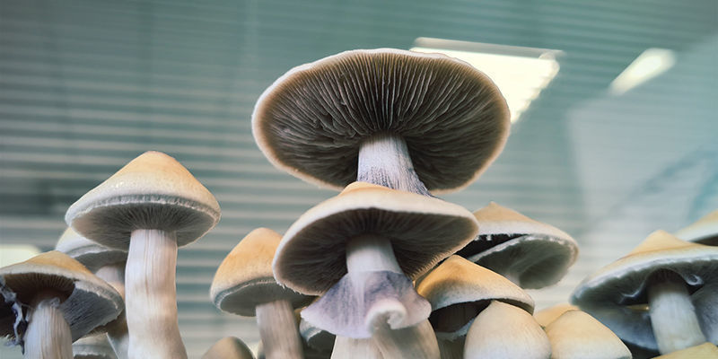 Psilocybe cubensis: Verschillende strains