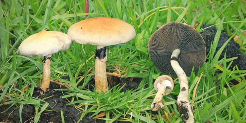 Hoe heeft Psilocybe cubensis aan populariteit gewonnen?