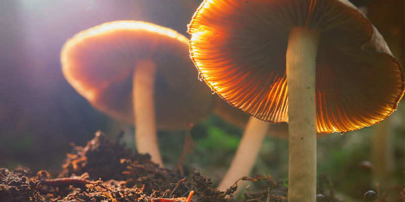 Psilocybe cubensis: een geschenk van de natuur